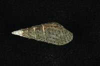 藏品(結節蜷)的圖片